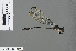  (Devadatta argyoides - RMNH.INS.501071)  @13 [ ] CreativeCommons - Attribution Non-Commercial Share-Alike (2013) Unspecified Naturalis Biodiversity Center