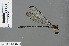 ( - RMNH.INS.501074)  @13 [ ] CreativeCommons - Attribution Non-Commercial Share-Alike (2013) Unspecified Naturalis Biodiversity Center