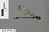  ( - RMNH.INS.501117)  @13 [ ] CreativeCommons - Attribution Non-Commercial Share-Alike (2013) Unspecified Naturalis Biodiversity Center