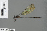  ( - RMNH.INS.501127)  @13 [ ] CreativeCommons - Attribution Non-Commercial Share-Alike (2013) Unspecified Naturalis Biodiversity Center