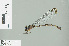  ( - RMNH.INS.506245)  @13 [ ] CreativeCommons - Attribution Non-Commercial Share-Alike (2013) Unspecified Naturalis Biodiversity Center