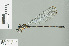  (Devadatta aran - RMNH.INS.506301)  @13 [ ] CreativeCommons - Attribution Non-Commercial Share-Alike (2013) Unspecified Naturalis Biodiversity Center