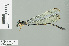  ( - RMNH.INS.506305)  @13 [ ] CreativeCommons - Attribution Non-Commercial Share-Alike (2013) Unspecified Naturalis Biodiversity Center