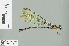  ( - RMNH.INS.506314)  @13 [ ] CreativeCommons - Attribution Non-Commercial Share-Alike (2013) Unspecified Naturalis Biodiversity Center