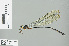  ( - RMNH.INS.506316)  @13 [ ] CreativeCommons - Attribution Non-Commercial Share-Alike (2013) Unspecified Naturalis Biodiversity Center