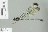  (Devadatta basilanensis - RMNH.INS.506608)  @13 [ ] CreativeCommons - Attribution Non-Commercial Share-Alike (2013) Unspecified Naturalis Biodiversity Center
