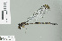  ( - RMNH.INS.506630)  @13 [ ] CreativeCommons - Attribution Non-Commercial Share-Alike (2013) Unspecified Naturalis Biodiversity Center
