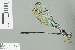  ( - RMNH.INS.507683)  @13 [ ] CreativeCommons - Attribution Non-Commercial Share-Alike (2013) Unspecified Naturalis Biodiversity Center
