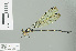  ( - RMNH.INS.507726)  @13 [ ] CreativeCommons - Attribution Non-Commercial Share-Alike (2013) Unspecified Naturalis Biodiversity Center