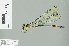  ( - RMNH.INS.507731)  @13 [ ] CreativeCommons - Attribution Non-Commercial Share-Alike (2013) Unspecified Naturalis Biodiversity Center