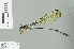 ( - RMNH.INS.507737)  @13 [ ] CreativeCommons - Attribution Non-Commercial Share-Alike (2013) Unspecified Naturalis Biodiversity Center