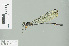  ( - RMNH.INS.507753)  @13 [ ] CreativeCommons - Attribution Non-Commercial Share-Alike (2013) Unspecified Naturalis Biodiversity Center