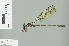  ( - RMNH.INS.507773)  @13 [ ] CreativeCommons - Attribution Non-Commercial Share-Alike (2013) Unspecified Naturalis Biodiversity Center