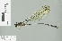  ( - RMNH.INS.507781)  @13 [ ] CreativeCommons - Attribution Non-Commercial Share-Alike (2013) Unspecified Naturalis Biodiversity Center