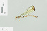  ( - RMNH.INS.509196)  @12 [ ] CreativeCommons - Attribution Non-Commercial Share-Alike (2013) Unspecified Naturalis Biodiversity Center