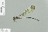  ( - RMNH.INS.509637)  @13 [ ] CreativeCommons - Attribution Non-Commercial Share-Alike (2013) Unspecified Naturalis Biodiversity Center