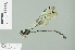  ( - RMNH.INS.509645)  @13 [ ] CreativeCommons - Attribution Non-Commercial Share-Alike (2013) Unspecified Naturalis Biodiversity Center