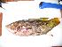  (Bodianus diplotaenia - JHLOW00230)  @14 [ ] Unspecified (default): All Rights Reserved  Unspecified Unspecified