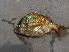  (Anisotremus taeniatus - JHLOW00399)  @14 [ ] Unspecified (default): All Rights Reserved  Unspecified Unspecified