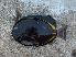  (Acanthurus nigricans - JHLOW00412)  @14 [ ] Unspecified (default): All Rights Reserved  Unspecified Unspecified