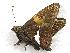  ( - 603NK-2677.2)  @12 [ ] Unspecified (default): All Rights Reserved  Unspecified Unspecified