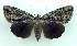  ( - DH003374)  @13 [ ] CreativeCommons - Attribution (2010) Unspecified Centre for Biodiversity Genomics