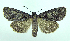  ( - DH005295)  @13 [ ] CreativeCommons - Attribution (2010) Unspecified Centre for Biodiversity Genomics