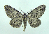  ( - DH007492)  @13 [ ] CreativeCommons - Attribution (2010) Unspecified Centre for Biodiversity Genomics
