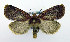  ( - AC000915)  @14 [ ] CreativeCommons - Attribution (2010) Unspecified Centre for Biodiversity Genomics