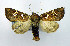  (Papaipema birdi - DH002390)  @14 [ ] CreativeCommons - Attribution (2010) Unspecified Centre for Biodiversity Genomics