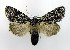  ( - DH008807)  @13 [ ] CreativeCommons - Attribution (2010) Unspecified Centre for Biodiversity Genomics