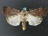  ( - DH007930)  @14 [ ] CreativeCommons - Attribution (2010) Unspecified Centre for Biodiversity Genomics