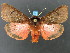  (Phragmatobia assimilans - DH009273)  @14 [ ] CreativeCommons - Attribution (2010) Unspecified Centre for Biodiversity Genomics