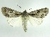  (Acronicta quadrata - DH010247)  @15 [ ] CreativeCommons - Attribution (2010) Unspecified Centre for Biodiversity Genomics