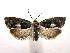  (Epinotia momonana - MDH001234)  @14 [ ] CreativeCommons - Attribution (2010) Unspecified Centre for Biodiversity Genomics
