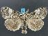  (Dasychira vagans - DH012603)  @15 [ ] Unspecified (default): All Rights Reserved  Unspecified Unspecified
