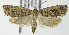  (Retinia gemistrigulana - MDH006454)  @14 [ ] Unspecified (default): All Rights Reserved  Unspecified Unspecified