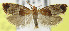  (Epinotia castaneana - MDH005192)  @14 [ ] Unspecified (default): All Rights Reserved  Unspecified Unspecified