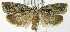  (Epinotia nonana - MDH005158)  @14 [ ] Unspecified (default): All Rights Reserved  Unspecified Unspecified