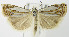 (Crambus lyonsellus - MDH005851)  @14 [ ] Unspecified (default): All Rights Reserved  Unspecified Unspecified