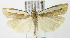  (Crambus leachellus - MDH007540)  @15 [ ] Unspecified (default): All Rights Reserved  Unspecified Unspecified