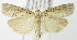  (Pediasia abnaki - MDH005849)  @14 [ ] Unspecified (default): All Rights Reserved  Unspecified Unspecified