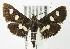 (Desmia maculalis - MDH004669)  @15 [ ] Unspecified (default): All Rights Reserved  Unspecified Unspecified