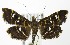  (Diathrausta harlequinalis - MDH007113)  @14 [ ] Unspecified (default): All Rights Reserved  Unspecified Unspecified