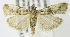  (Acrobasis vaccinii - MDH003632)  @14 [ ] Unspecified (default): All Rights Reserved  Unspecified Unspecified