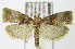  (Acrobasis angusella - MDH007089)  @14 [ ] Unspecified (default): All Rights Reserved  Unspecified Unspecified