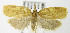  (Sparganothis umbrana - MDH006328)  @14 [ ] Unspecified (default): All Rights Reserved  Unspecified Unspecified