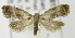 (Cochylis sp. 4 - MDH005817)  @13 [ ] Unspecified (default): All Rights Reserved  Unspecified Unspecified