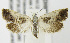  (Cydia gallaesaliciana - MDH005456)  @14 [ ] Unspecified (default): All Rights Reserved  Unspecified Unspecified