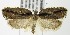  (Acleris flavivittana - MDH006006)  @14 [ ] Unspecified (default): All Rights Reserved  Unspecified Unspecified